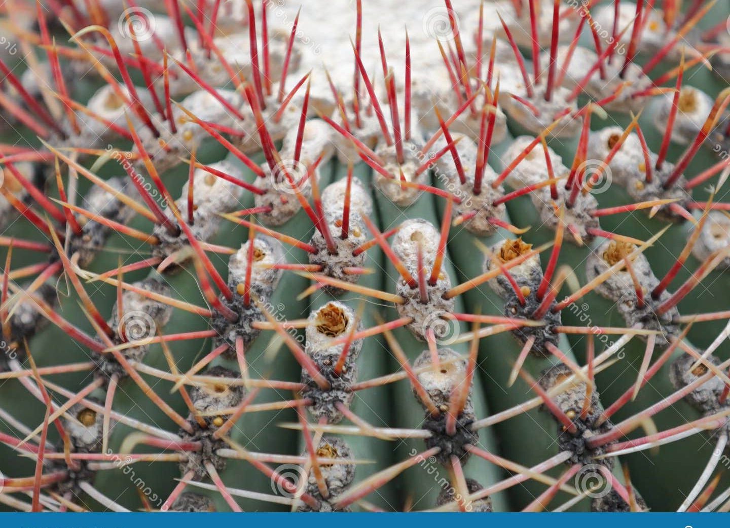 Blog de Parlantes Online: 🚀 Trucos y Consejos 4 Parlantes en el techo de la glorieta: ¿Cuál es su límite?